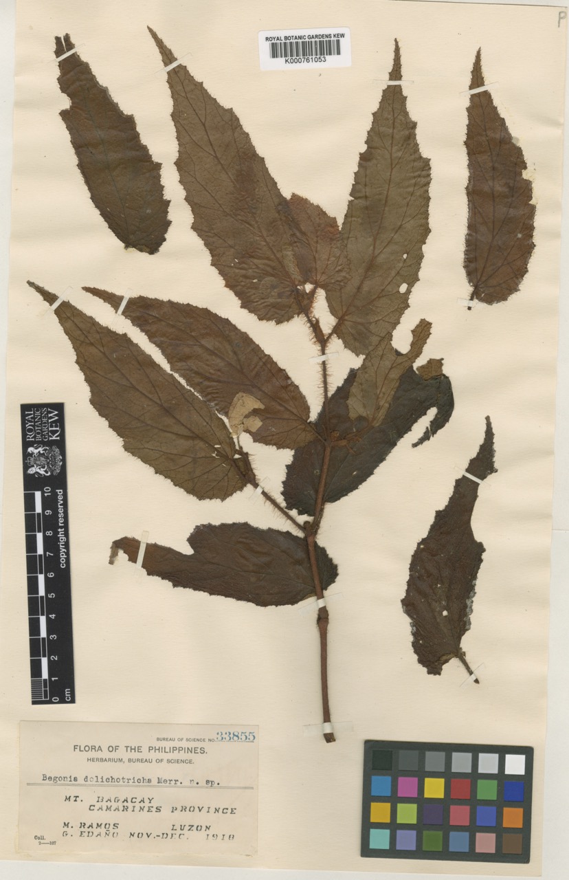 B. dolichotricha